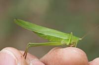 Ruspolia nitidula