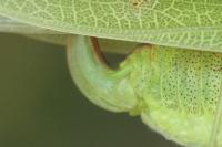 Phaneroptera nana