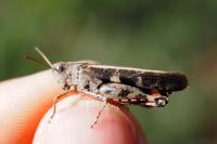 Aiolopus strepens