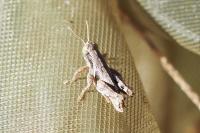 Pezotettix giornae