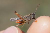 Omocestus rufipes
