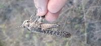 Locusta migratoria