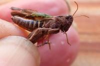 Omocestus rufipes