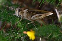 Locusta migratoria