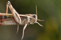 Locusta migratoria