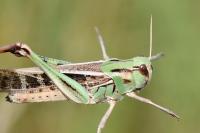 Locusta migratoria