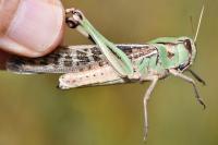 Locusta migratoria