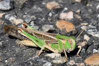 Locusta migratoria