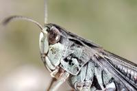 Stenobothrus rubicundulus