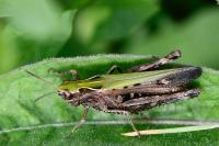 Omocestus rufipes