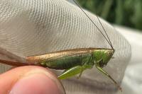 Conocephalus fuscus