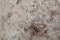 Gryllomorpha dalmatina dalmatina