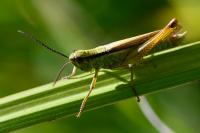 Mecostethus parapleurus
