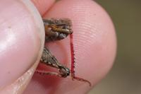 Calliptamus barbarus