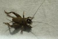 Eumodicogryllus bordigalensis