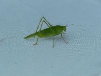 Phaneroptera nana