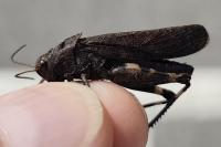 Psophus stridulus stridulus
