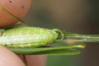 Phaneroptera nana