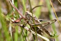Platycleis albopunctata