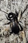 Gryllus campestris