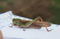 Locusta migratoria