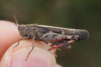 Aiolopus strepens