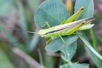 Mecostethus parapleurus