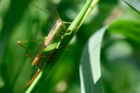 Conocephalus fuscus