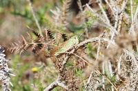 Locusta migratoria