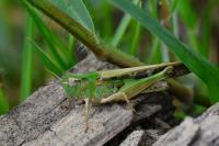 Aiolopus thalassinus