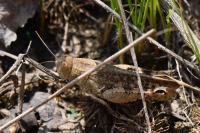 Calliptamus italicus