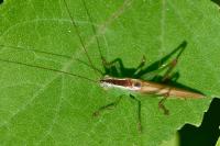 Conocephalus fuscus