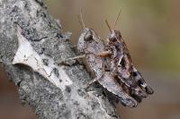 Pezotettix giornae