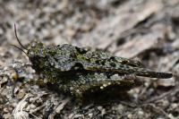 Paratettix meridionalis