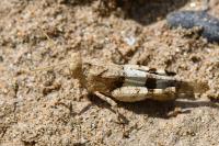 Oedipoda caerulescens