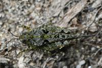 Paratettix meridionalis