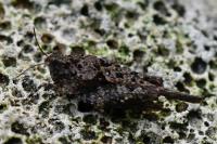 Paratettix meridionalis