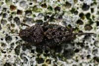 Paratettix meridionalis