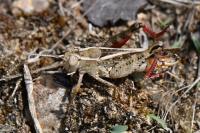 Calliptamus italicus