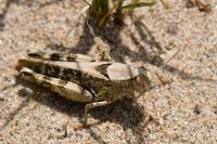 Calliptamus italicus
