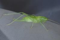 Meconema meridionale