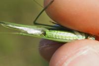 Phaneroptera falcata