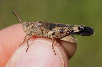 Aiolopus strepens