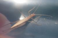 Oecanthus pellucens