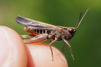 Omocestus rufipes
