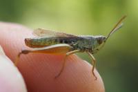 Pseudochorthippus parallelus
