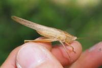 Ruspolia nitidula