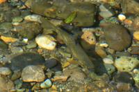 Salmo trutta