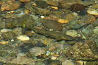 Salmo trutta