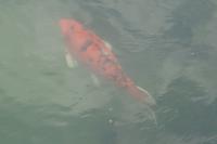 Cyprinus carpio